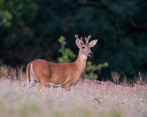 Young Buck with antlers in velvet