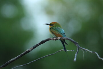 A bee-eater perching on a branch with blurred background. Darwin NT, Australia
