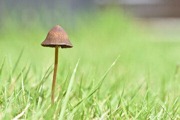 コガサダケ（キノコ）