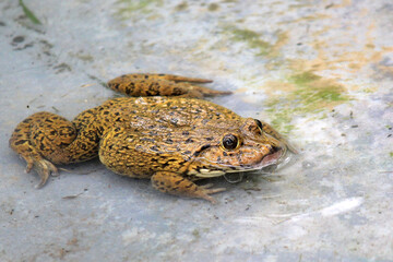 water frog in frog farm