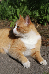 Naklejka na ściany i meble important adult ginger cat resting in the sun in the city