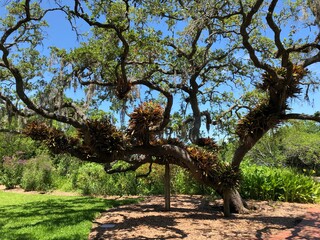 tree in the park
