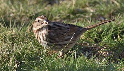 sparrow on the grass searching seeds. 