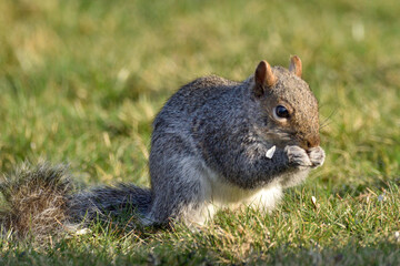 Close up of a squirrel eating nuts on the grass