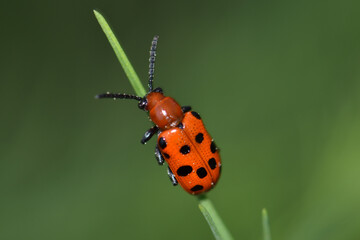 A red spotted asparagus beetle,  Crioceris duodecimpunctata, on a slim leaf of asparagus plant with green background.