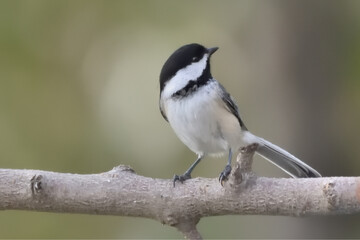 A front view of Black-capped Chickadee standing on a twig. 