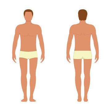 Male anatomy human character, man people dummy front and view side body silhouette, isolated on white, flat vector illustration.