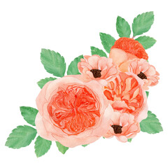 bouquet of sweet peach Juliet roses. Watercolor illustration.