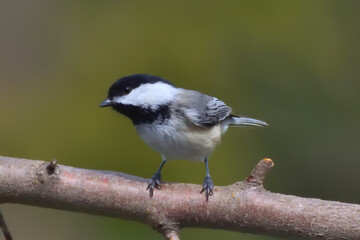 A curious Black-capped Chickadee on a branch 