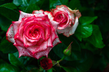 natural floral background: rose flowers, soft focus