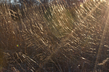 A low angel view of the grassland in the sunrise in the Autumn. 