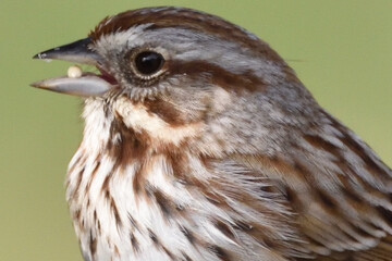 A close up of a song sparrow with a seed in its mouth. © Jay