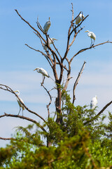 Group of Great Egrets.Bombay Hook National Wildlife Refuge.Delaware.USA