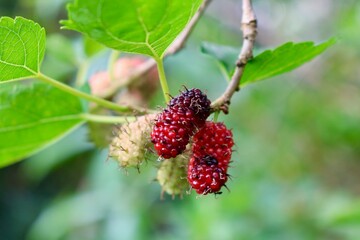 Berry on the bush