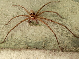 Brown spider On the cement wall.