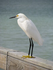 Bird on pier