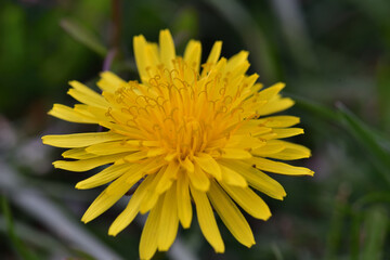 yellow dandelion flower in the garden