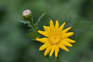 yellow flower with dew drops