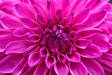 A closeup of a red dinner plate of dahlia with beautiful patterns in the garden