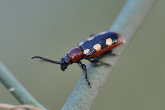 An Asparagus Beetle Bug On A Twig. 