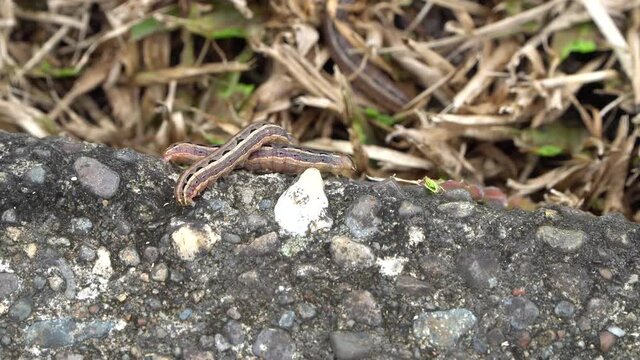 Two lawn armyworm moth larvae crawl over each other, Spodoptera mauritia