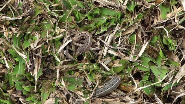 Lawn armyworm is a pest that swarms and destroys grass, close up detail