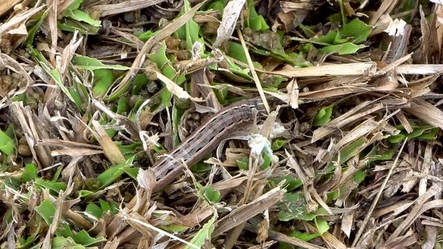 Close up top view of lawn armyworm caterpillar crawling on damaged grass