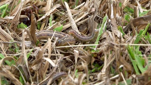 Small and large lawn armyworm larvae crawl on dead grass, close up