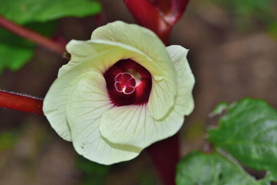 A close up of a Okro  flower as if a red rose in the garden