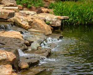 small river in the forest