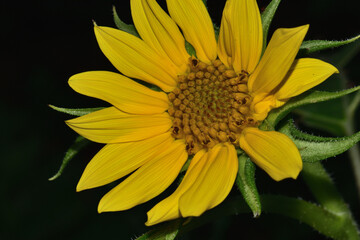 sunflower on black background
