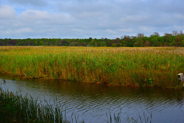 Wet land of Wertheim
National Wildlife Refuge ,  New York, with colorful common reeds forest
