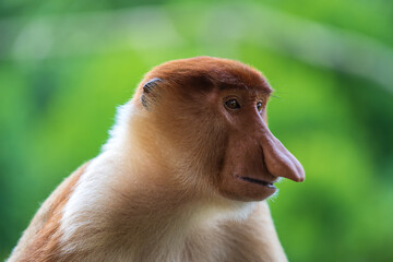 Family of wild Proboscis monkey or Nasalis larvatus, in the rainforest of island Borneo, Malaysia, close up