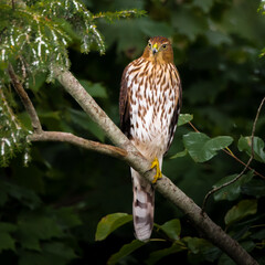 A sharp-shinned Hawk perches on a branch of pine tree with a single leg, scouting for foods, in the backyard. 