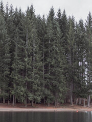 pinos a la orilla del lago