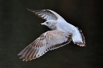 A cute portrait of seagull in taking off , with open wings in front of its head © Jay
