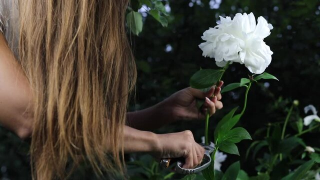 Beautiful female hands collect a bouquet of white peonies. FullHD footage.