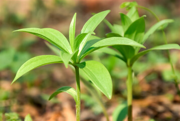 Green young tea tree leaves, spring greens