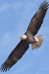 A bald eagle is flying high above a river,  hunting fish with blue sky in the backgound