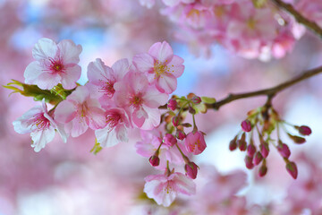 逆光に透ける早咲き桜の花