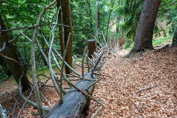 Tree Stump in Forst at the Weichtalklamm in Lower Austria 