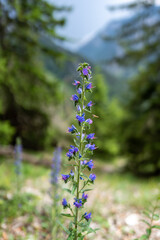 Flower at the Weichtalklamm in Lower Austria