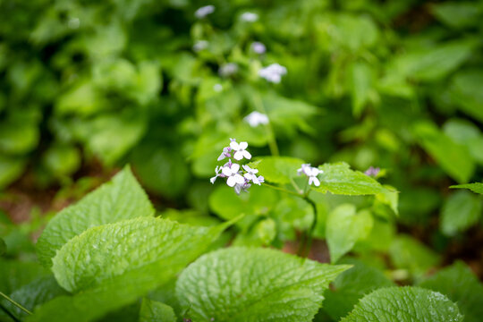 Flower at the Weichtalklamm in Lower Austria