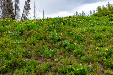 Fototapeta na wymiar Colorado Wildflowers in Bloom in Routt County