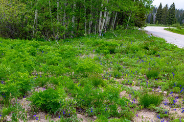 Colorado Wildflowers in Bloom in Routt County