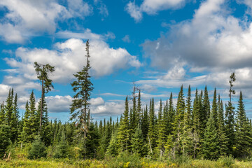 Ontario Forest