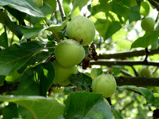 apple tree, young apples on a blurry green background