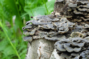 mushrooms on a tree trunk shallow depth of field, trunk with mushrooms, photo of mushrooms on tree trunk in forest, many mushrooms on the stump, stray growths on the trunk