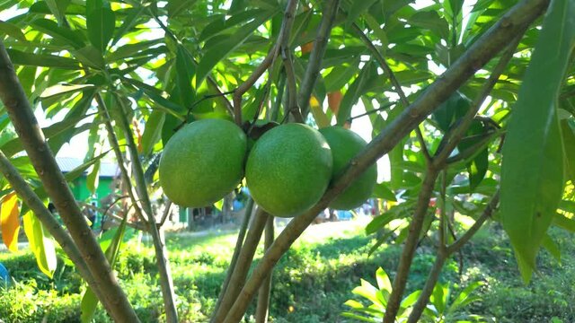 look 3 fresh cerbera odollam fruit, but can not be eaten because the fruit is poisonous