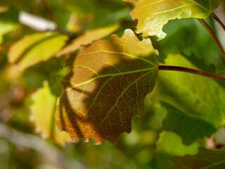 Aspen branch with damaged leaves in the spring in the forest on a Sunny afternoon. Close-up, narrow focus.